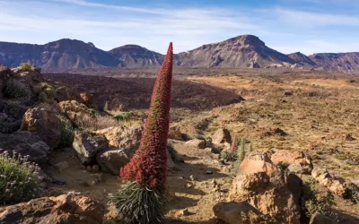 FOTO ISOLE CANARIE